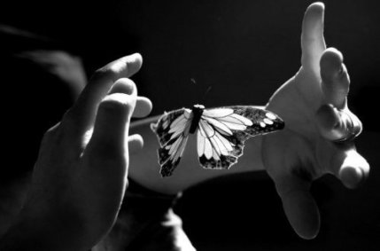 Farfalla-1-500x331